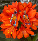 Load image into Gallery viewer, Kaleidoscopic - Multi Colored Rainbow Earrings

